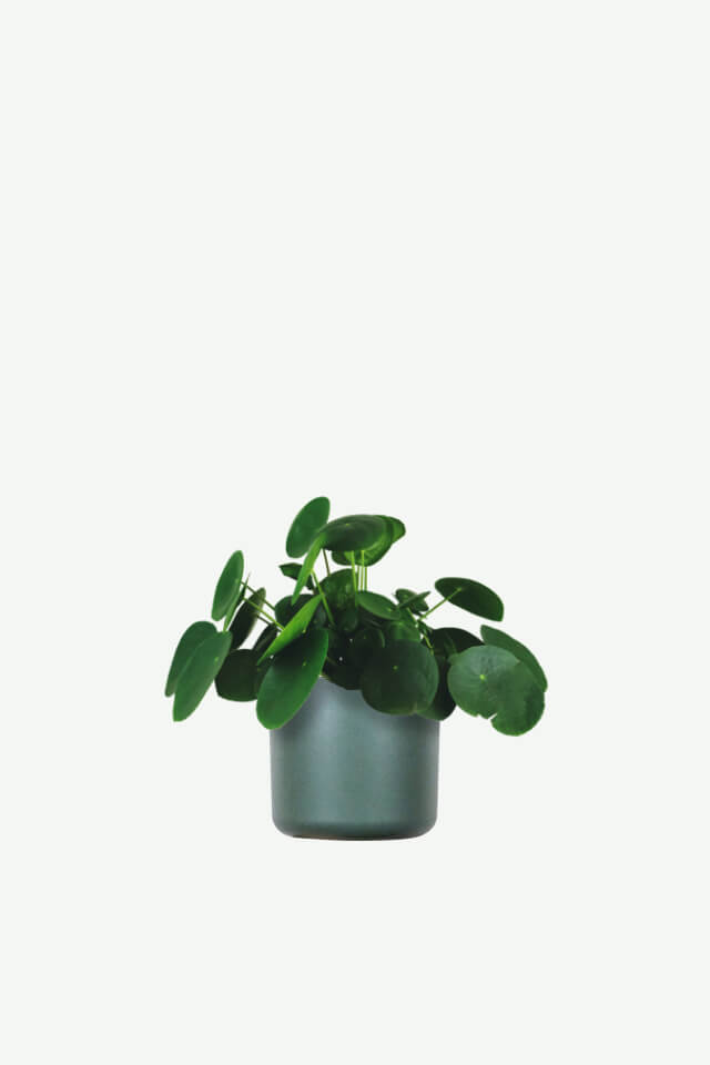 plants ecommerce product featured img 11 plants ecommerce product featured img 11